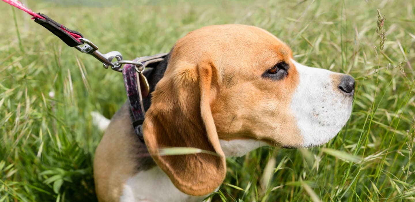 Collar vs pechera: la decisión inteligente para tu perro