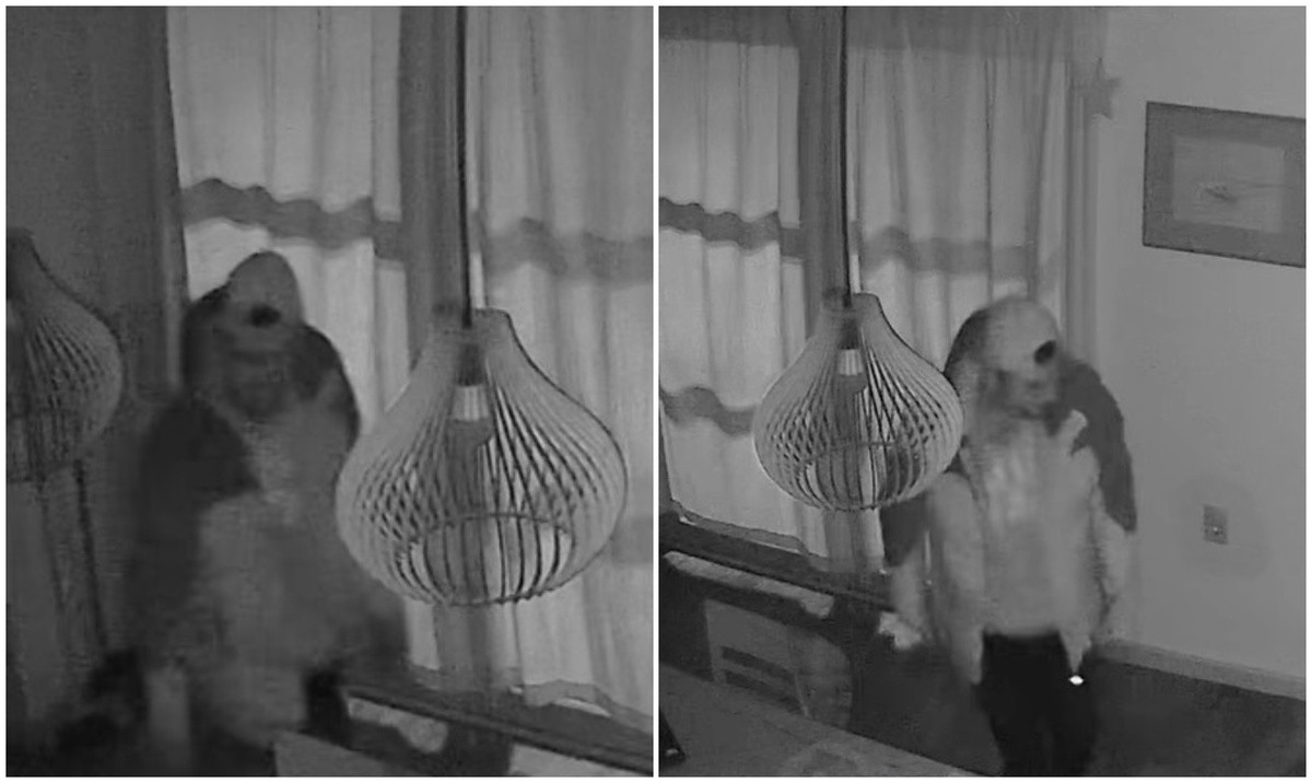 Un ladrón pasó la noche en una casa de Paysandú mientras la familia dormía: la policía lo reconoció y no lo detuvo